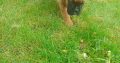 Boxer Pup