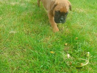 Boxer Pup