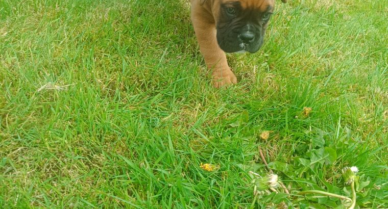 Boxer Pup