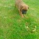 Boxer Pup