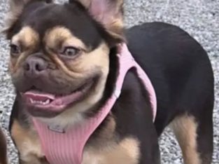 French bulldog 2 and a half years