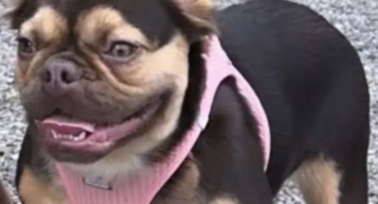 French bulldog 2 and a half years
