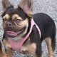 French bulldog 2 and a half years
