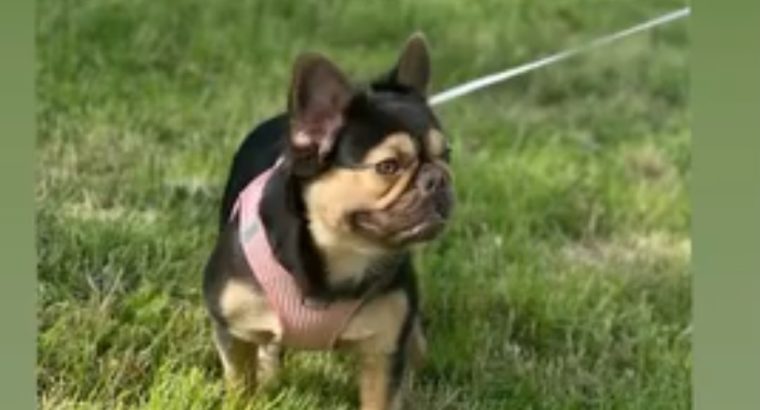 French bulldog 2 and a half years