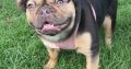 French bulldog 2 and a half years