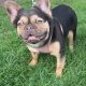 French bulldog 2 and a half years