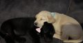 Little Lab puppies