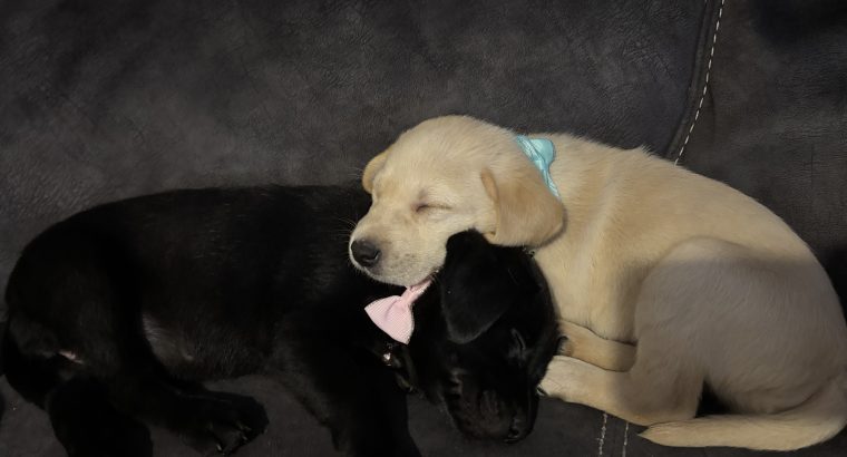 Little Lab puppies