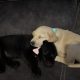 Little Lab puppies