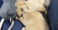 Little Lab puppies