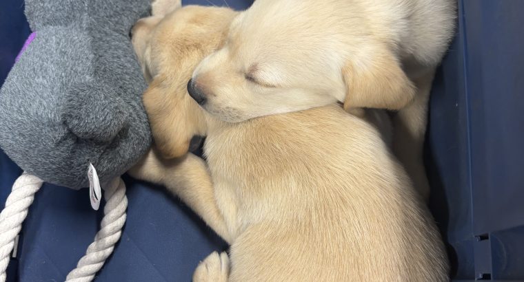 Little Lab puppies