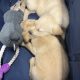 Little Lab puppies