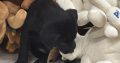 Little Lab puppies