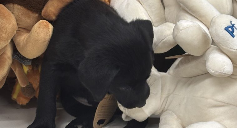 Little Lab puppies