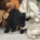 Little Lab puppies