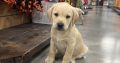 Little Lab puppies