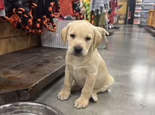 Little Lab puppies