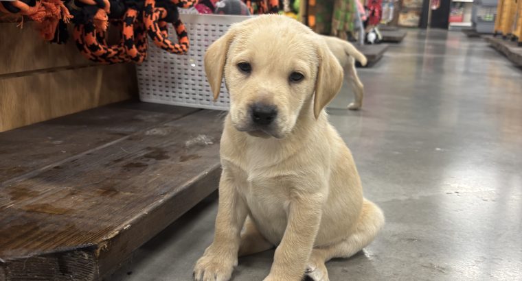 Little Lab puppies