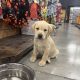 Little Lab puppies