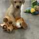Little Lab puppies