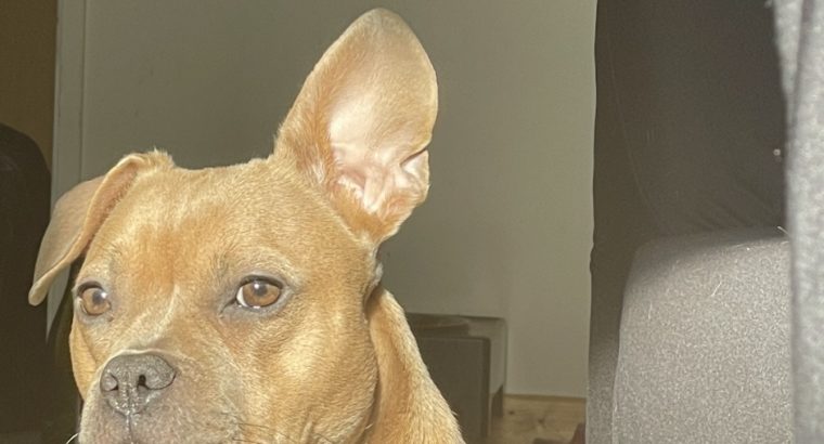 As cute as a real life bear, Luna needs her 4ever