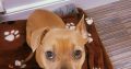 As cute as a real life bear, Luna needs her 4ever