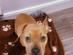 As cute as a real life bear, Luna needs her 4ever