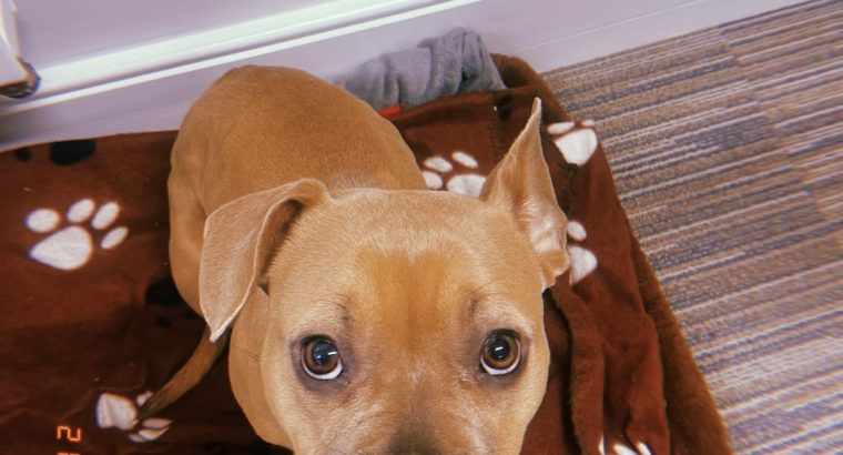 As cute as a real life bear, Luna needs her 4ever