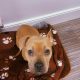As cute as a real life bear, Luna needs her 4ever