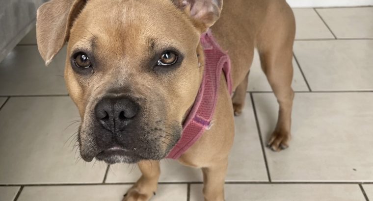 As cute as a real life bear, Luna needs her 4ever