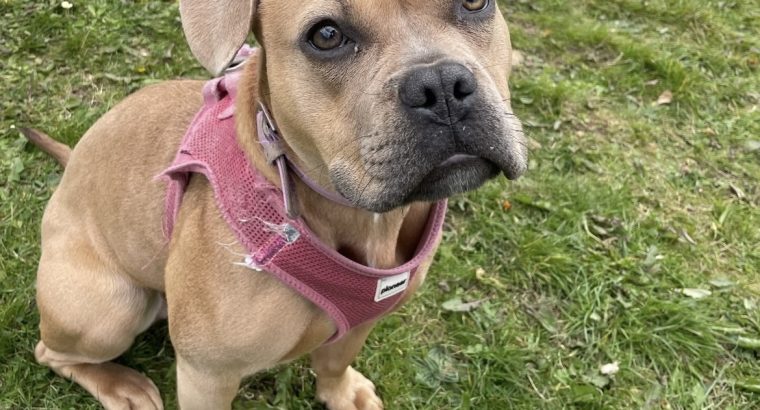 As cute as a real life bear, Luna needs her 4ever