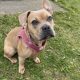 As cute as a real life bear, Luna needs her 4ever