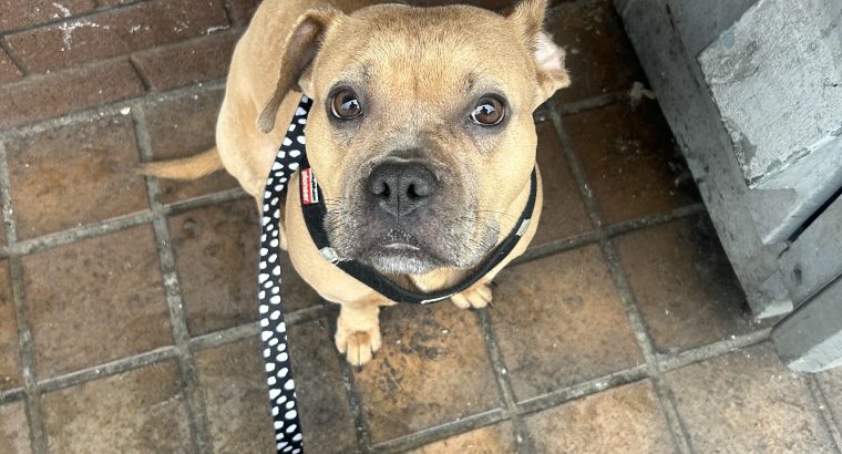 As cute as a real life bear, Luna needs her 4ever