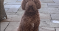 Non Shedding hypoallergenic standard red Poodle