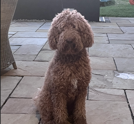 Non Shedding hypoallergenic standard red Poodle