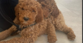 Non Shedding hypoallergenic standard red Poodle