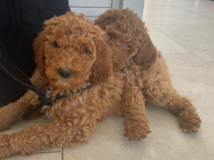 Non Shedding hypoallergenic standard red Poodle