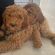 Non Shedding hypoallergenic standard red Poodle