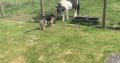 German shepherd
