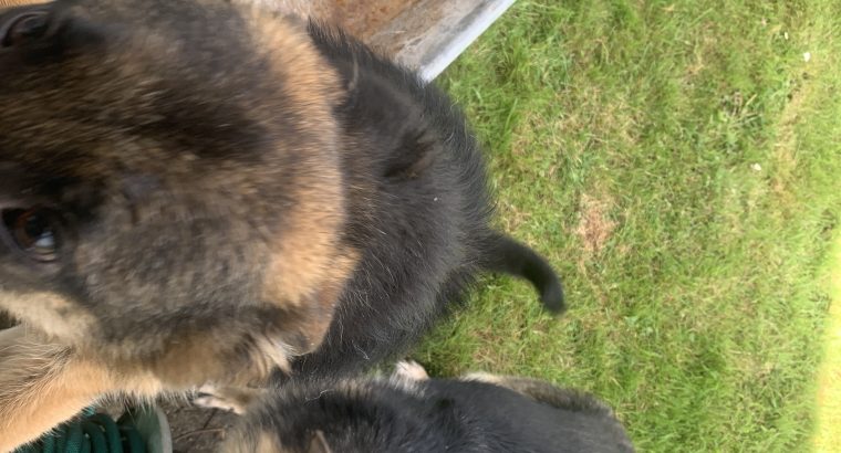 German shepherd