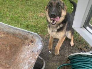 German shepherd