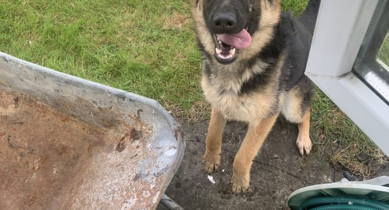 German shepherd