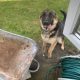 German shepherd