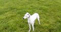 Lurcher
