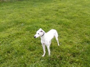 Lurcher