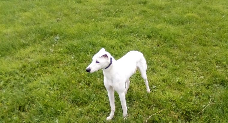 Lurcher