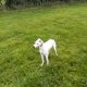 Lurcher