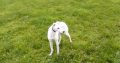 Lurcher