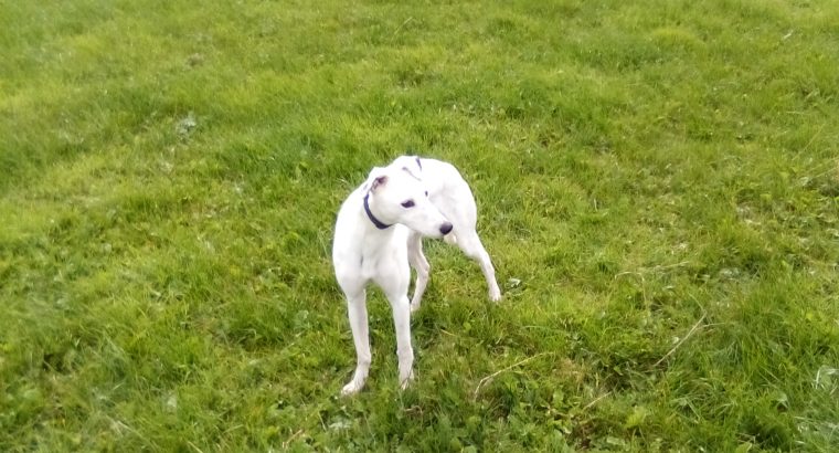 Lurcher