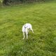 Lurcher